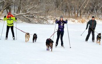 6 Types of Urban Mushers You’ll Meet on the Trails