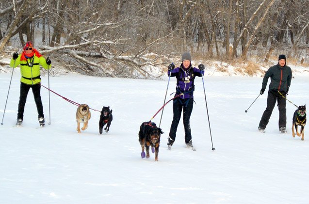Mushers Path 6 Types of Urban Mushers You’ll Meet on the Trails | PetGuide