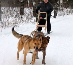 6-types-of-urban-mushers-you-ll-meet-on-the-trails-petguide