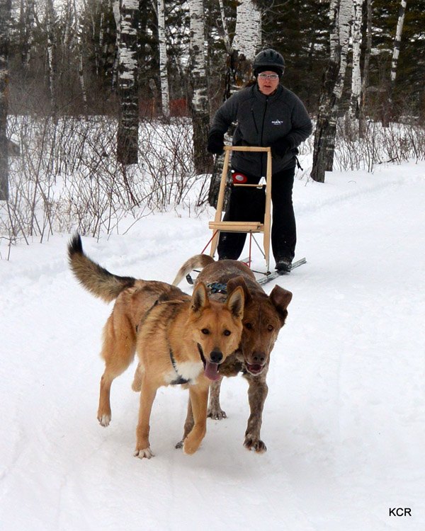 6 types of urban mushers youll meet on the trails