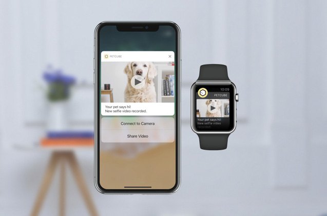 petcube s new ai feature lets your pet video call you