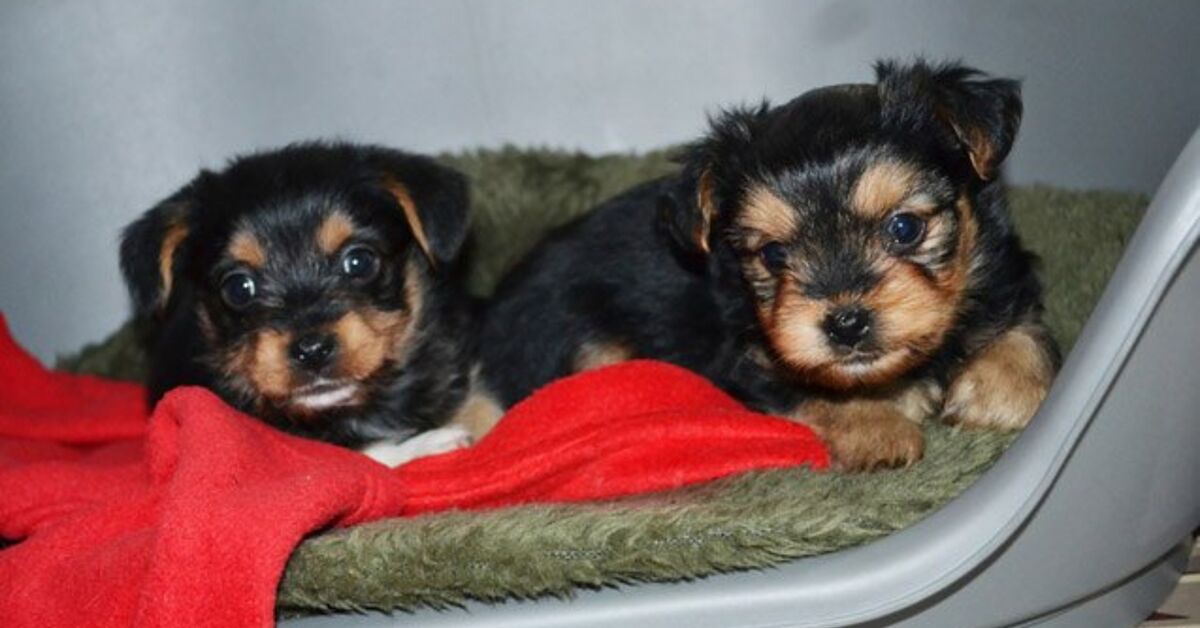 Miniature Pinscher Poodle Mix