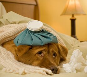 Highly Contagious H3N2 Canine Influenza Arrives in Canada