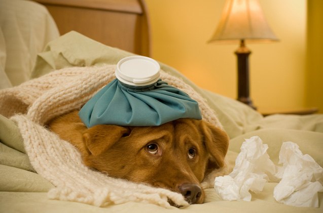 highly contagious h3n2 canine influenza arrives in canada