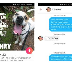 doggos looking for love on tinder want you to swipe right video