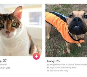 doggos looking for love on tinder want you to swipe right video