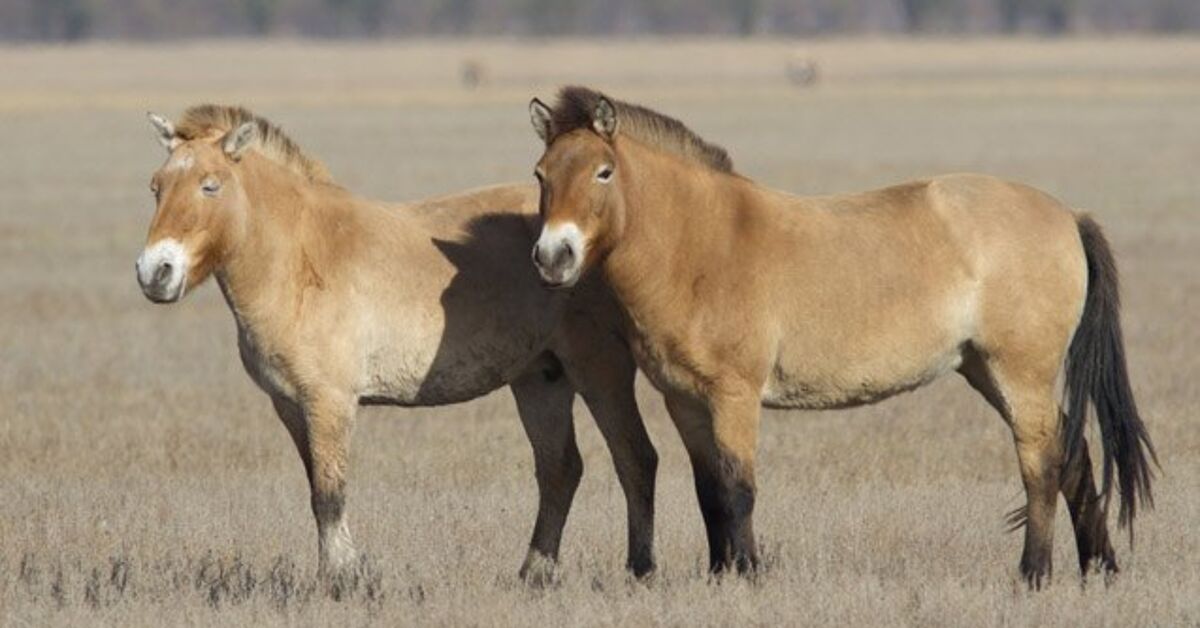 Mongolian Horse Breed Information And Pictures PetGuide PetGuide Mongolian Horse Breed Information And Pictures PetGuide PetGuide