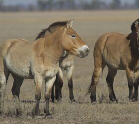 mongolian horse