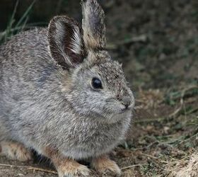 Columbia Basin Pygmy Rabbit