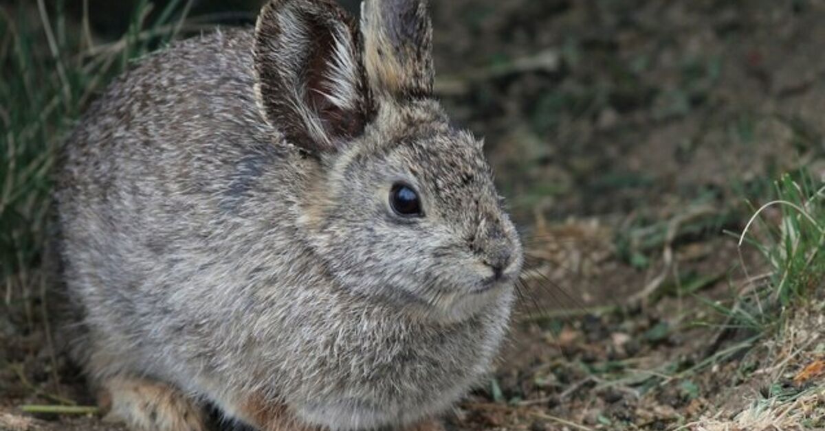 Columbia Basin Pygmy Rabbit PetGuide