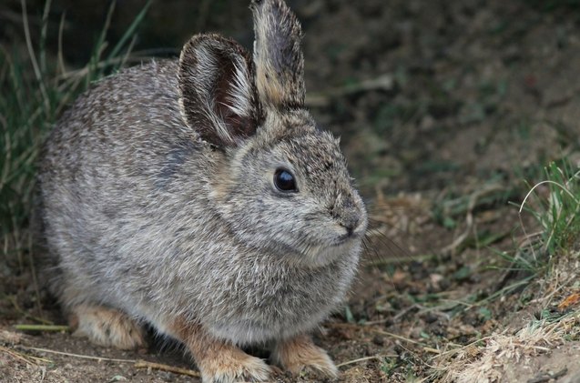 columbia basin pygmy rabbit