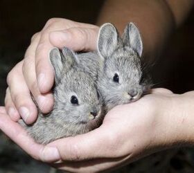 Pygmy bunny hot sale for sale