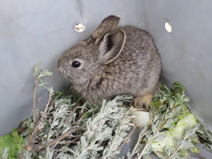 Columbia Basin Pygmy Rabbit | PetGuide
