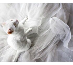 say cheese to these gorgeous brides and their meow maids
