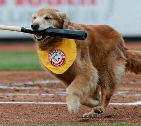 beloved baseball bat retrieving dog passes away video