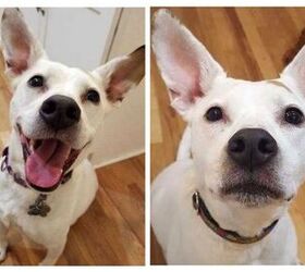 Adoptable Dog of the Week- Lilac
