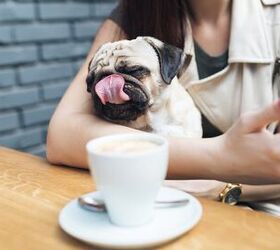 Hip New Dog-Friendly Cafe in New York Opens Its Doors