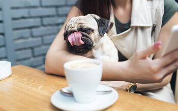 Hip New Dog-Friendly Cafe in New York Opens Its Doors