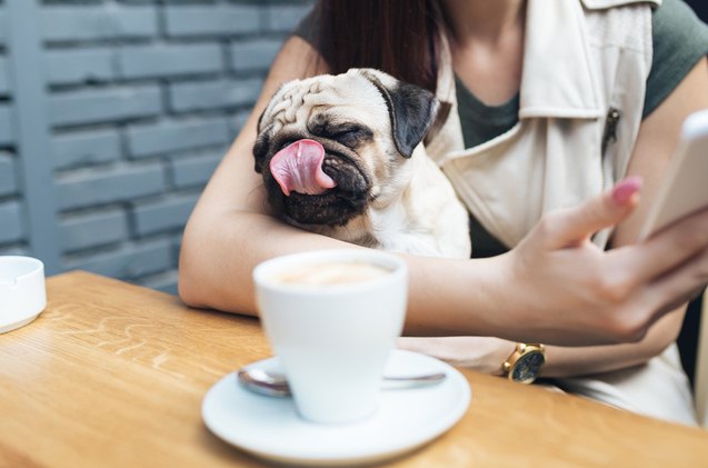 hip new dog friendly cafe in new york opens its doors