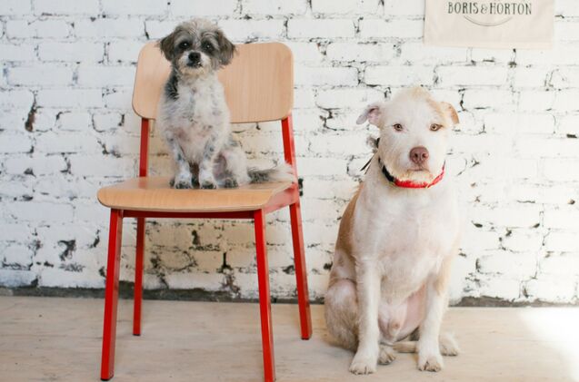 hip new dog friendly cafe in new york opens its doors