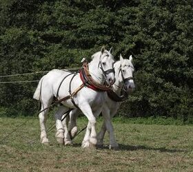 Boulonnais Horse