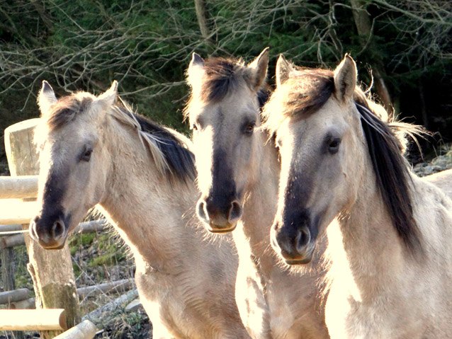 Sorraia Horse Breed Information and Pictures PetGuide PetGuide