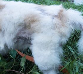the symptoms causes and treatments of alopecia in dogs