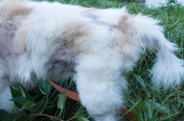 the symptoms causes and treatments of alopecia in dogs