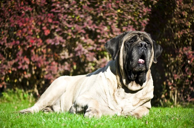 top 10 heavy dog breeds