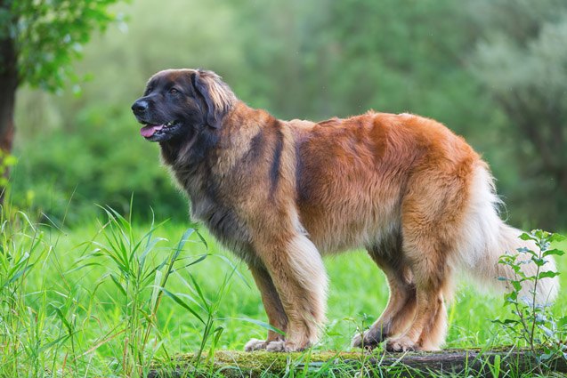top 10 heavy dog breeds