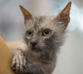 International Cat Association Adds Lykoi Breed to Its Roster