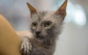International Cat Association Adds Lykoi Breed to Its Roster