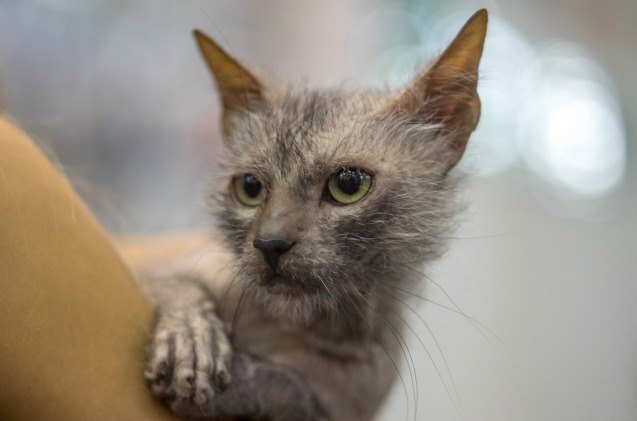 international cat association adds lykoi breed to its roster