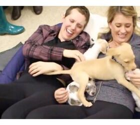 Woman Battling Cancer Gets Surprise Puppy-palooza [Video]