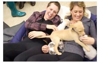 Woman Battling Cancer Gets Surprise Puppy-palooza [Video]