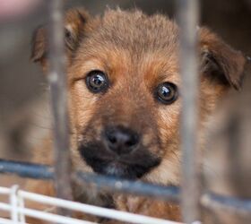 Overcrowded Chicago Shelter Sends Overflow Animals to PetSmart PetsHot