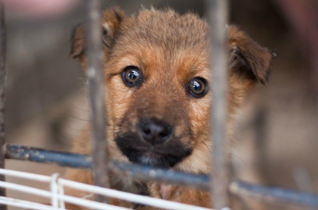 overcrowded chicago shelter sends overflow animals to petsmart petshot