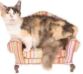 Skookum Cat Breed Information and Pictures - PetGuide | PetGuide