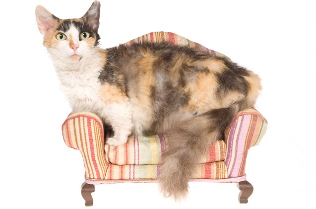 skookum, salah satu jenis kucing munchkin terpopuler