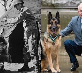 Heroic WWII Canine Service Member Receives Posthumous Award
