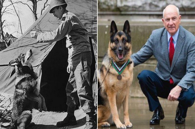 heroic wwii canine service member receives posthumous award