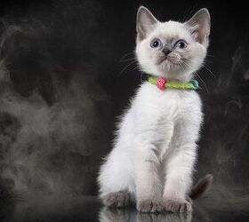 The Dangers of Secondhand Smoke and Your Cat