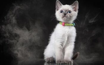 The Dangers of Secondhand Smoke and Your Cat