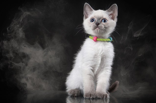 the dangers of secondhand smoke and your cat