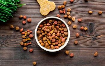 5 Common Pet Food Ingredients That Could Harm Your Dog