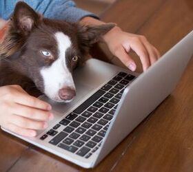 Online Pet Food Purchases Prove To Be a Boon to E-Commerce