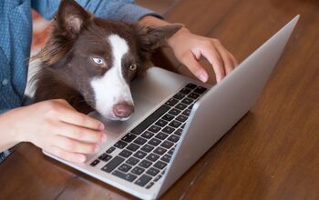 Online Pet Food Purchases Prove To Be a Boon to E-Commerce