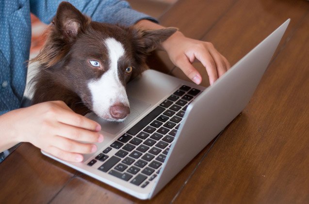 online pet food purchases prove to be a boon to e commerce
