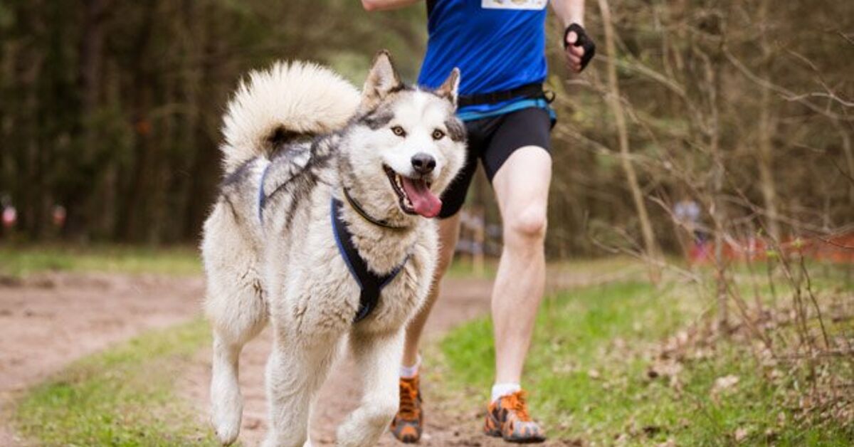 Top 10 Dog Breeds for Runners Information and Pictures - PetGuide ...