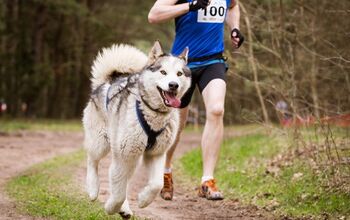 Top 10 Dog Breeds for Runners